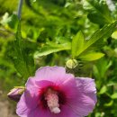 번아웃은 극심한 스트레스로 인해 에너지가 고갈되어 무기력해지는 상태를 의미합니다. 주로 직장이나 학업 등 특정 활동에 몰두하던 사람이 이미지