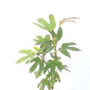 황칠나무집 이미지