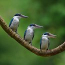 collared kingfisher(물총새) 이미지