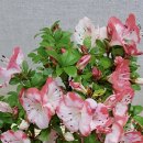 대승이네 이미지