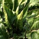 김영란농장 이미지