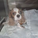 더바른 동물병원 이미지