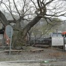 당산나무민박 이미지