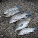 입큰붕어낚시카페 이미지