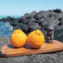 제주 하르방 이미지