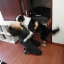 땡칠아놀자 이미지