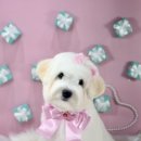 강남켄넬 이미지