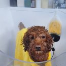 애견미용 나나엄마 이미지