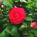 장미공원 주차장 이미지