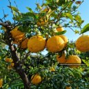 cu한라본관점 | 그랜드조선제주호텔 가족호텔 5성급으로 good!!(ft. 수영장, 중문주변 가볼만한곳 )