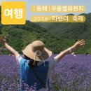 무릉 3지구 | 무릉별유천지 6월 축제 추천 동해 라벤더 축제 시멘트...배 보랏빛 포토존 축제 첫날 6월 13일 토요일 후기