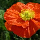 개화-꽃의 노래 이미지