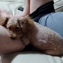 초롱이 밥상 이미지