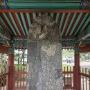 부여국립박물관- 궁남지 -20251018 이미지