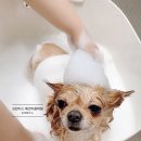 프란다스애견 이미지