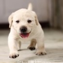 하룻강아지 이미지