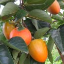 아림농장 이미지