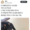 멍멍이네 이미지