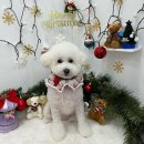 샤멍샤멍 이미지