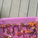 영지민박 이미지