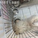 애플펫 동물병원 이미지