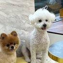 업독라이프 이미지