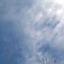 진달래산천 이미지