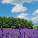 분당-391 이미지