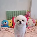 해피테일 이미지