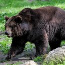 더(The)고기 이미지