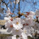 3월 28일...대전 꽃나들이 번개 이미지