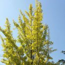 봉방천변길 이미지