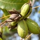 (주)나무대통령 이미지