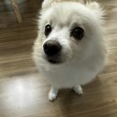 마이창:슈슈