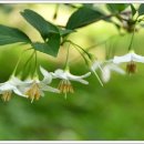 은하주막 이미지