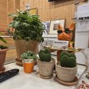 힐링약손 이미지