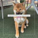 센텀약국 | 부산 해운대 센텀애견카페 스포독 후기