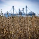 대두농장 이미지