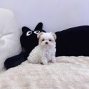 데일리독 의정부강아지분양 애견분양 이미지