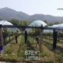 용신포도
