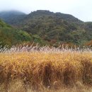 억새마을 이미지