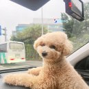 라뽀동물병원 | 고양 삼송,원흥 애견미용실 강아지 미용은 여기! 오늘독!!