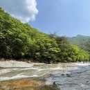 7월9일 (목) 원시림 물길 용소계곡 이미지