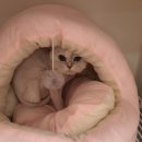 알았당개 이미지