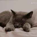 광교 우리들동물병원 | 수원 이의동 동몰병원 광교우리들동물병원 광교우리들 동물병원