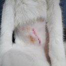 신동물메디컬센터 이미지