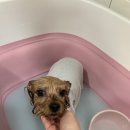 토브 펫 살롱 이미지