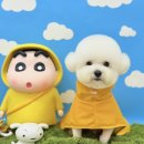 그루머 댄 이미지