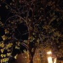 잘라이헝가리안집시앙상블 이미지