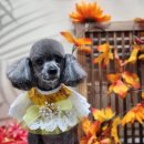 크라운사거리 이미지